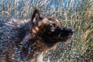 German Shepherd Playing In The Rain