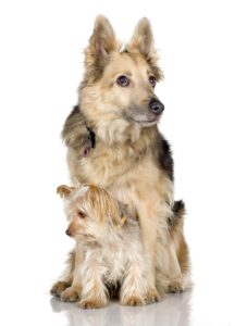 German Shepherd With Yorkie