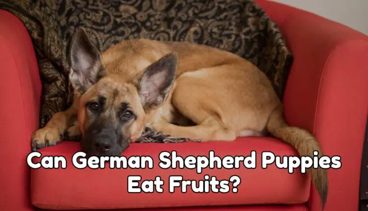 Can German Shepherd Puppies Eat Fruits?