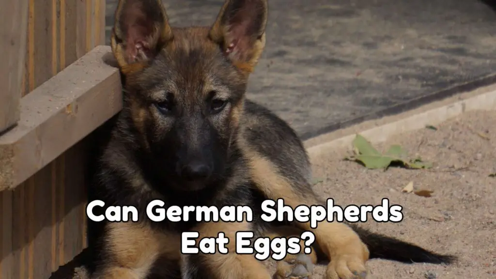 Can German Shepherds Eat Eggs?