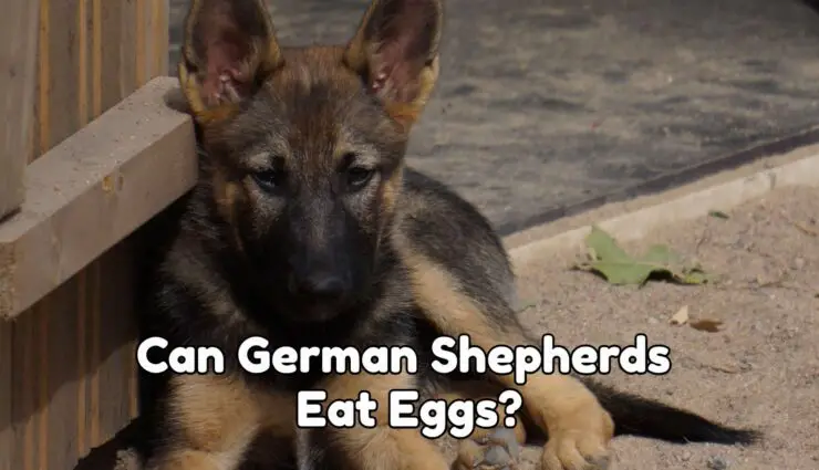 Can German Shepherds Eat Eggs?