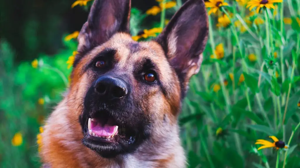 Supplements? A Healthy German Shepherd Starts With A WellFed Puppy