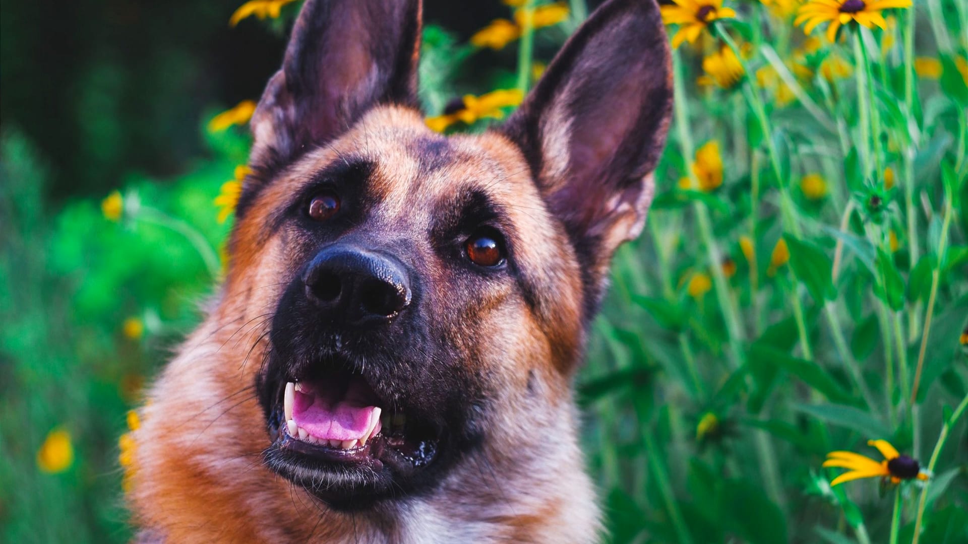 Supplements? A Healthy German Shepherd Starts With A WellFed Puppy