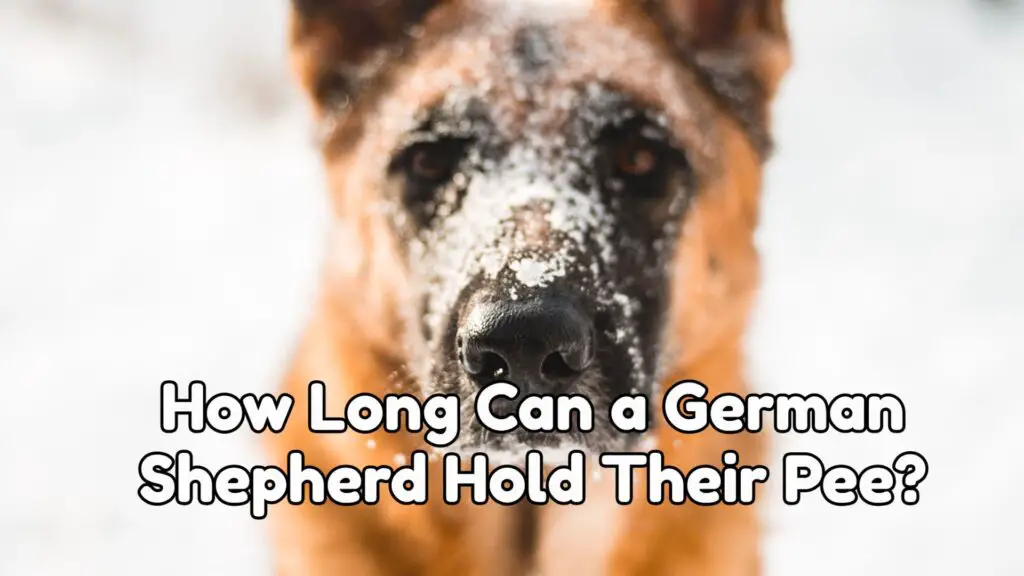 How Long Can A German Shepherd Hold Their Pee?