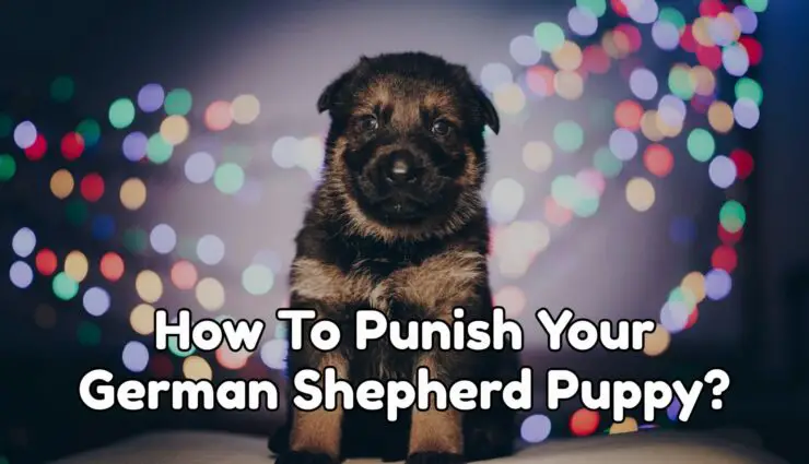 How To Punish Your German Shepherd Puppy