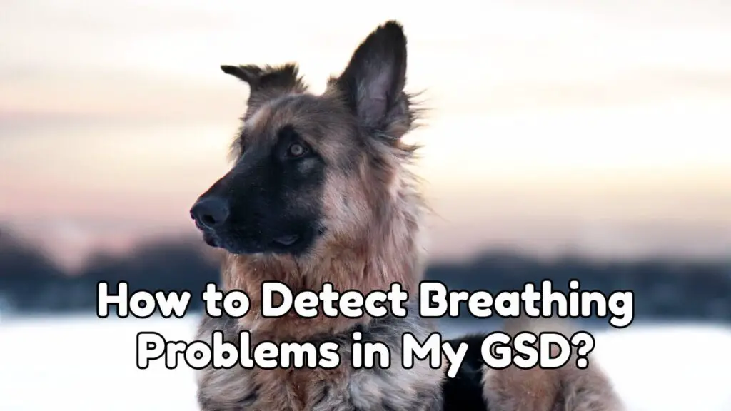 How To Detect Breathing Problems In My Gsd?