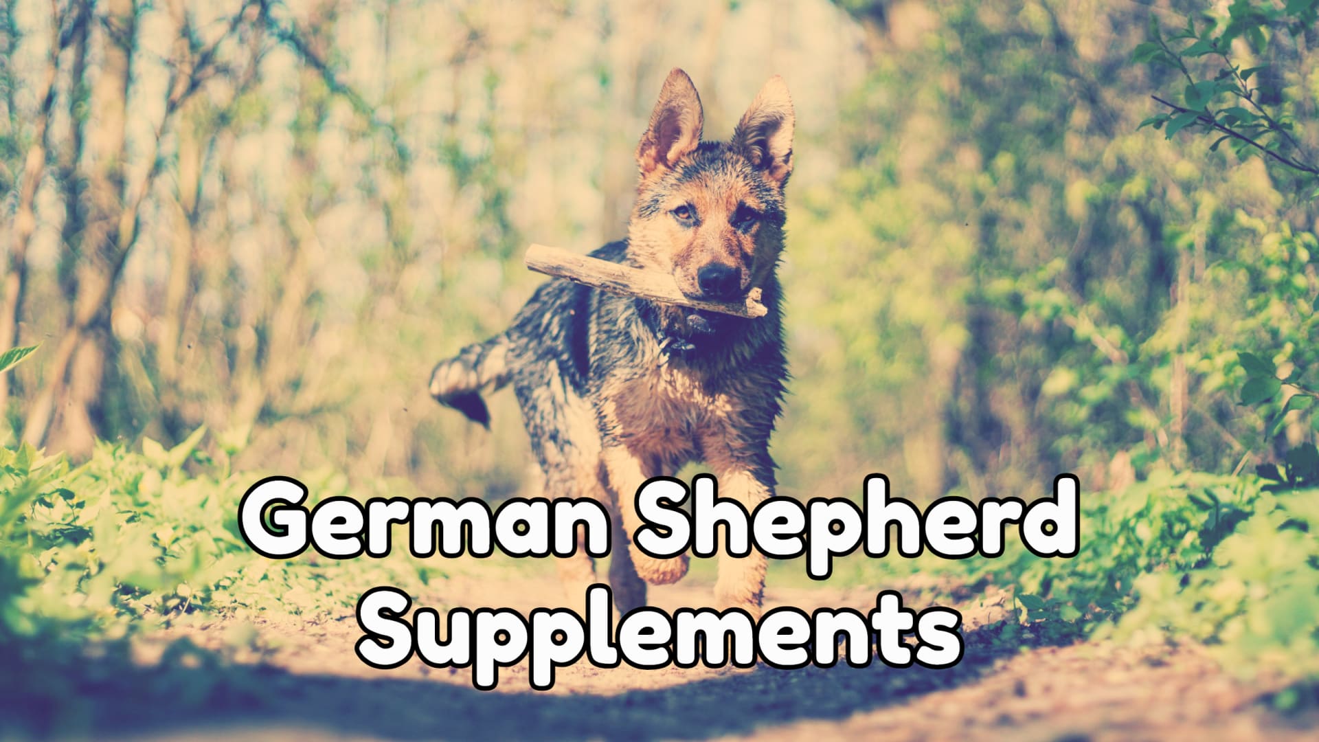 Supplements? A Healthy German Shepherd Starts With A Well-Fed Puppy ...