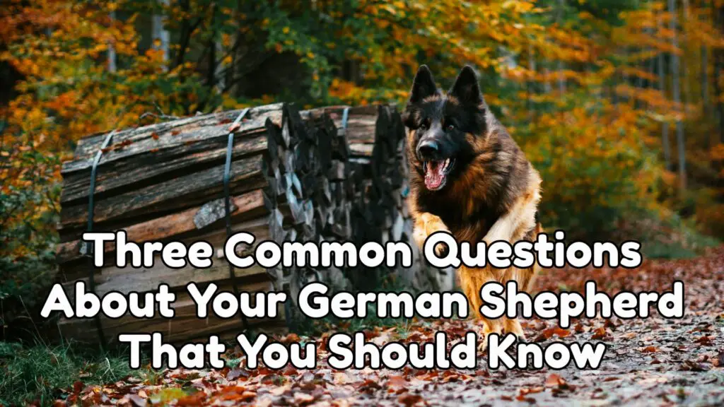 Three Common Questions About Your German Shepherd That You Should Know