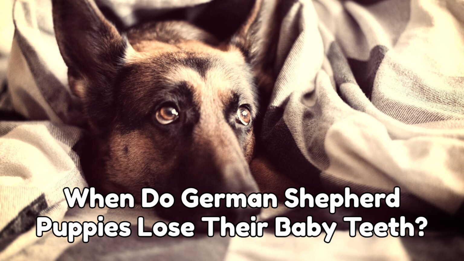 When Do German Shepherd Puppies Lose Their Baby Teeth (Teething German