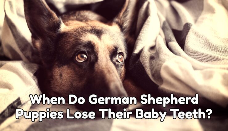 When Do German Shepherd Puppies Lose Their Baby Teeth?