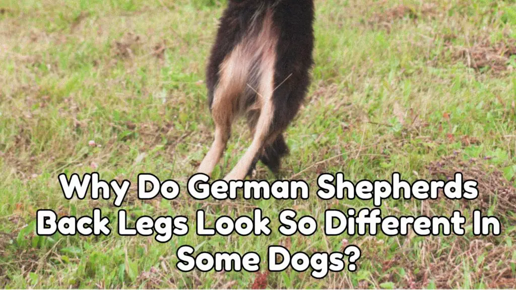 Why Do German Shepherds Back Legs Look So Different In Some Dogs?