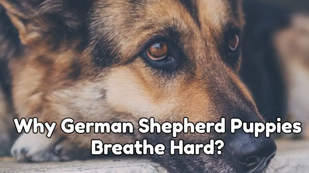 Why German Shepherd Puppies Breathe Hard?