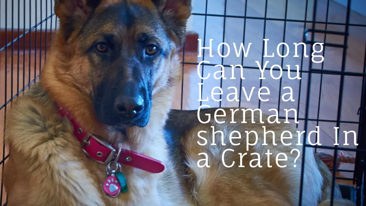 How Long Can You Leave A German Shepherd In A Crate