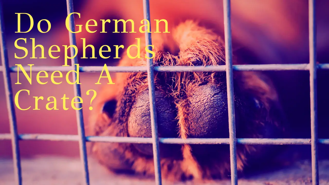 Do German Shepherds Need A Crate? (A Detailed Guide) All About German Shepherds