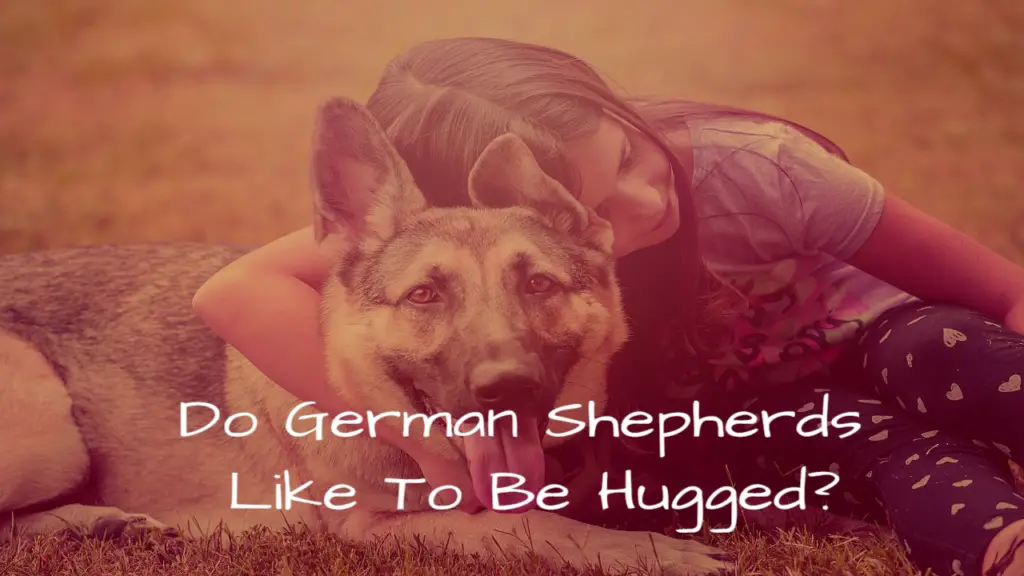 Do German Shepherds Like To Be Hugged?
