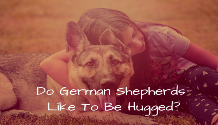 Do German Shepherds Like To Be Hugged?