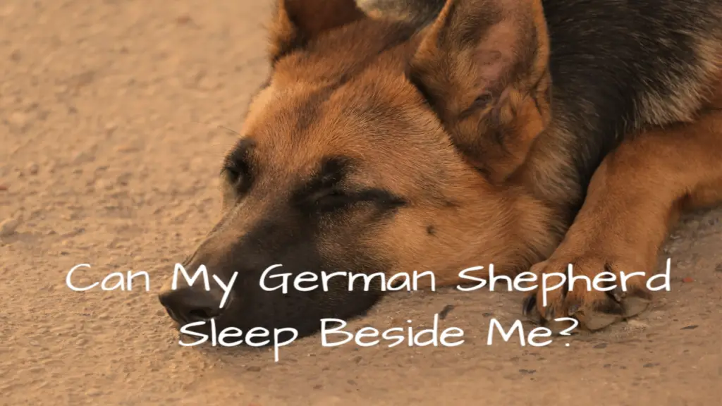 Can My German Shepherd Sleep Beside Me?
