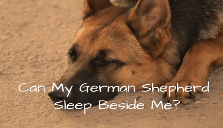 Can My German Shepherd Sleep Beside Me?