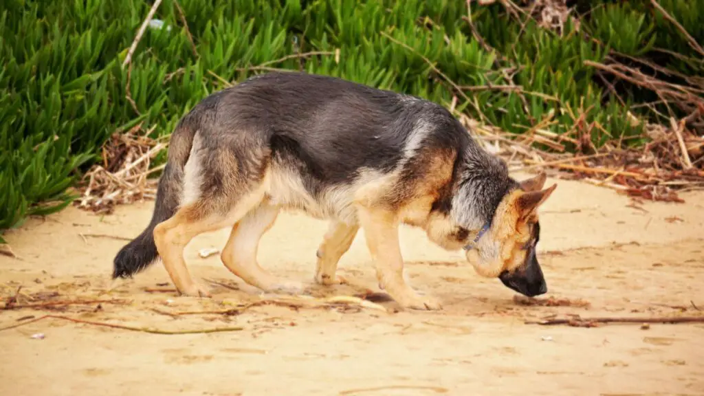 German Shepherd Alone