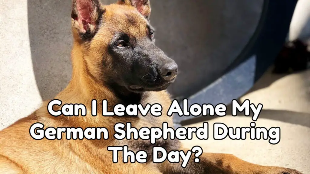 Can I Leave Alone My German Shepherd During The Day?