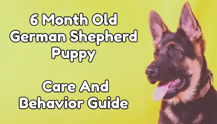 6 Month Old German shepherd Puppy - care and behavior guide