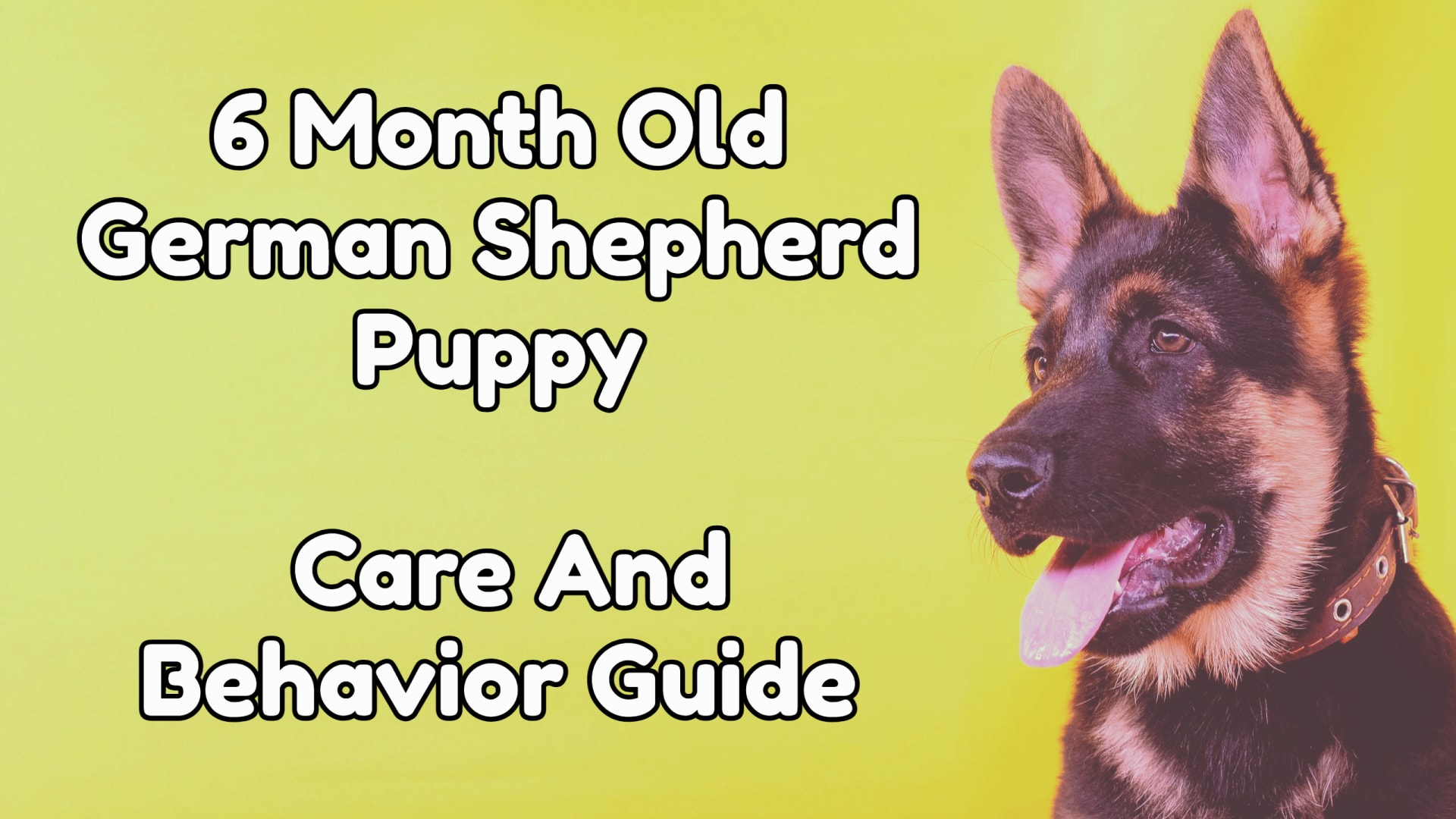 6 Month Old German Shepherd Puppy - Care And Behavior Guide