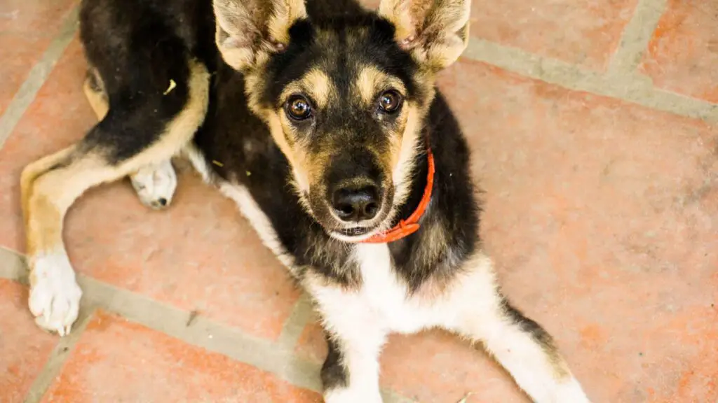 6 Month Old Gsd Puppy