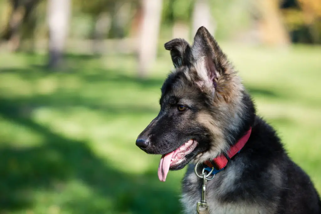 6 Month Old German Shepherd Puppy