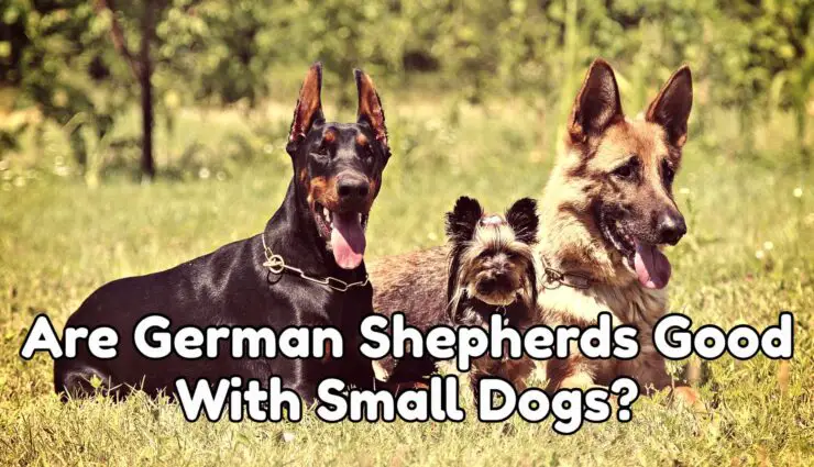 Are German Shepherds Good With Small Dogs?