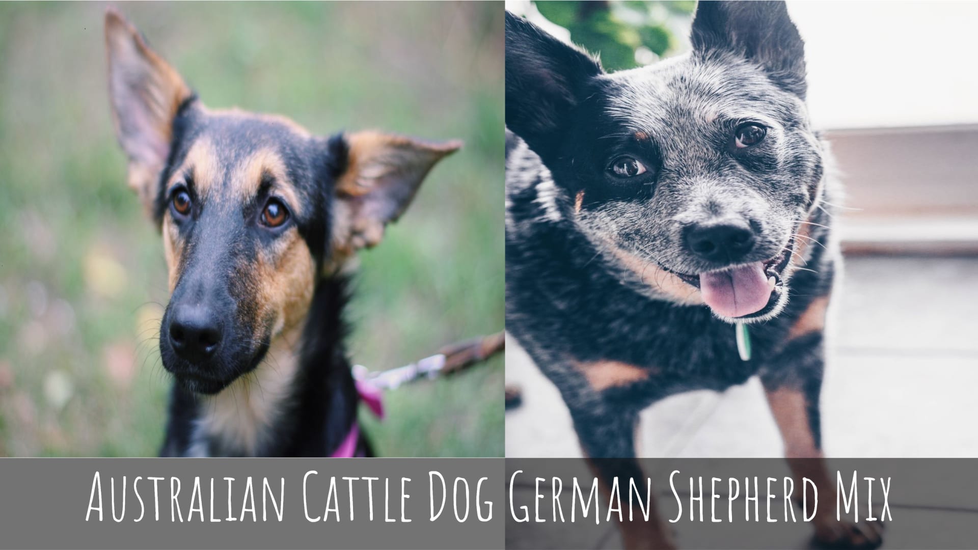 Australian Cattle Dog German Shepherd Mix (Breed