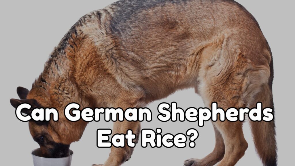 Can German Shepherds Eat Rice?