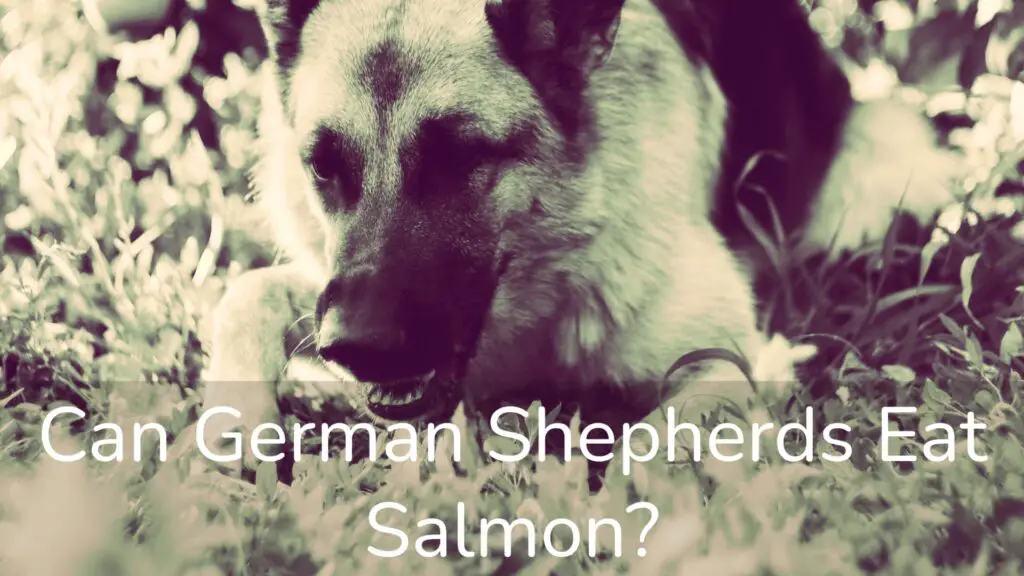 Can German Shepherds Eat Salmon