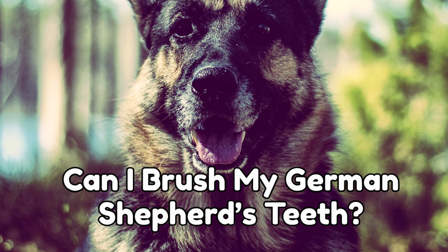Dental And Gum Care Can I Brush My German Shepherd’s Teeth? All