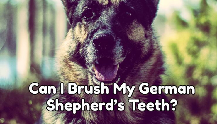 Can I Brush My German Shepherd’s Teeth?