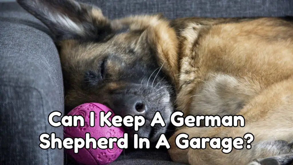 Can I Keep A German Shepherd In A Garage?