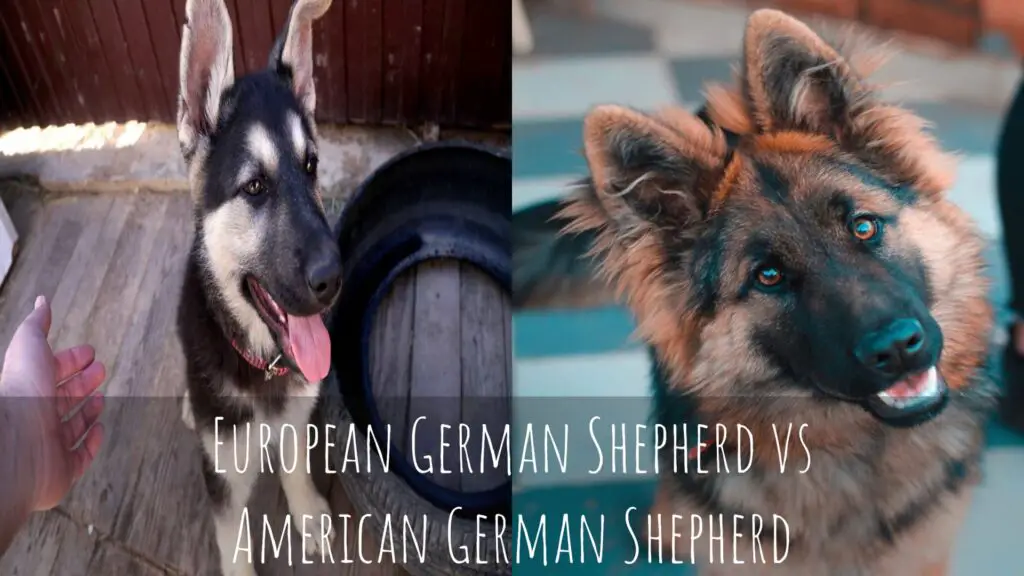 European German Shepherd Vs American German Shepherd