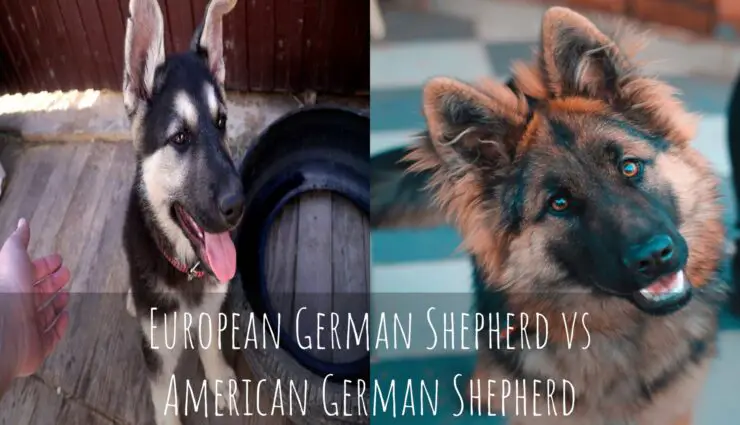 European German Shepherd vs American German Shepherd
