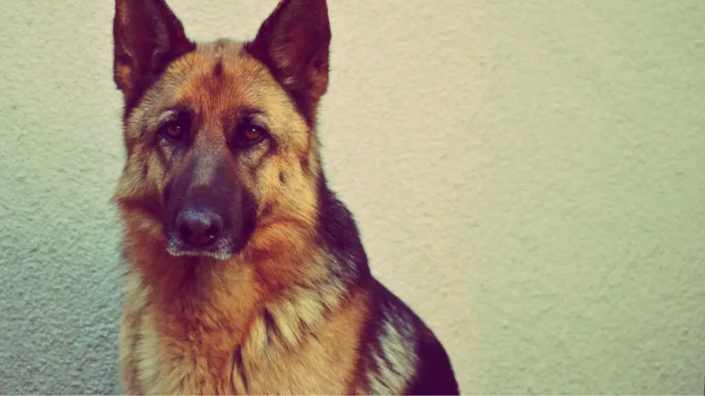 Gsd Mix With Coyote