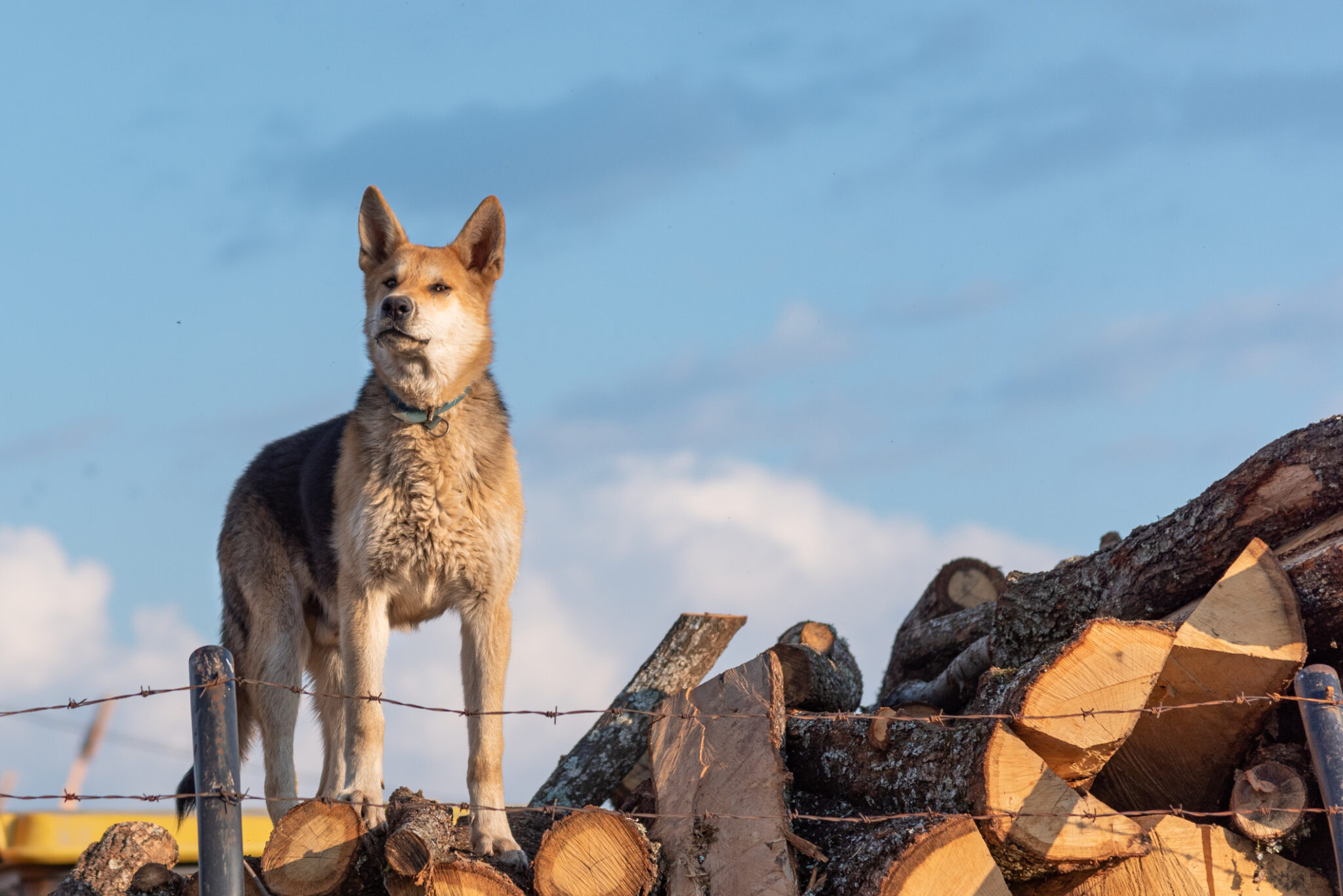 German Shepherd Coyote Mix An Ultimate Coydog Guide All About German Shepherds