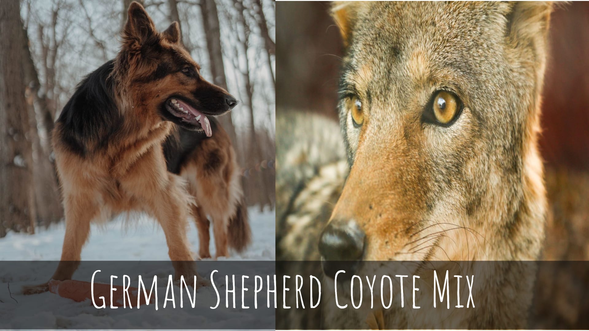German Shepherd Coyote Mix - An Ultimate Coydog Guide - All About
