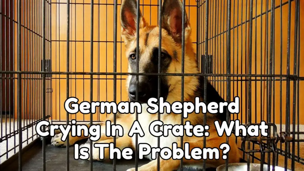 German Shepherd Crying In A Crate: What Is The Problem?