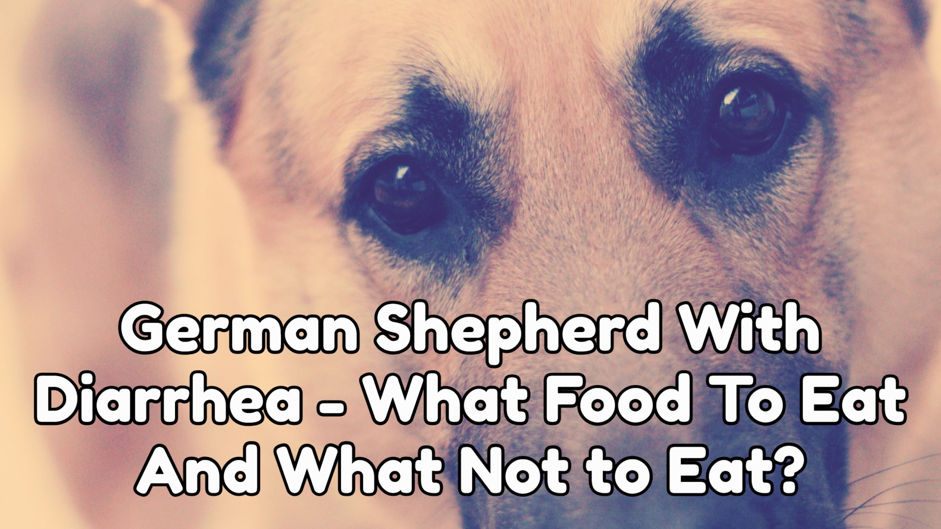 German Shepherd With Diarrhea - What Food To Eat And What Not To Eat?
