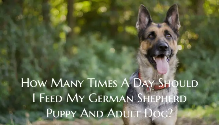 How Many Times A Day Should I Feed My German Shepherd Puppy And Adult Dog?
