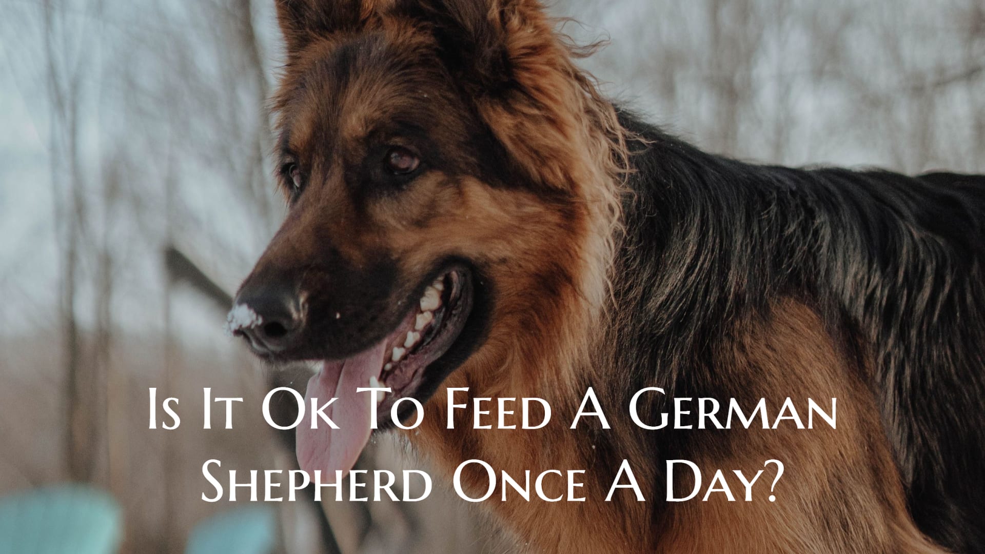 Is It Ok To Feed A German Shepherd Once A Day?