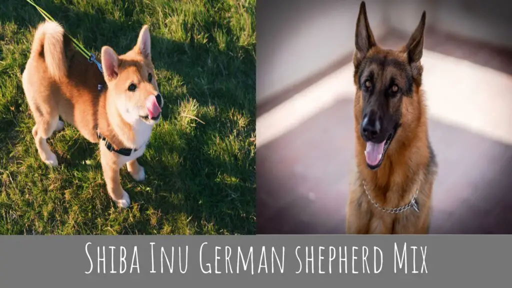 Shiba Inu German Shepherd Mix
