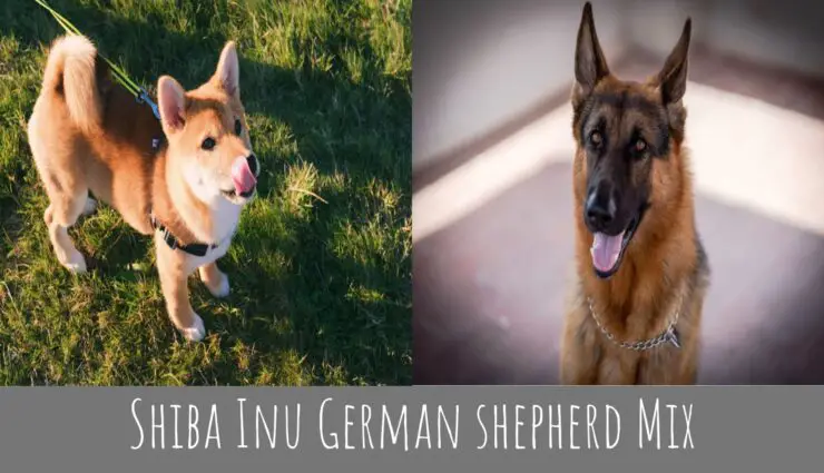 Shiba Inu German shepherd Mix