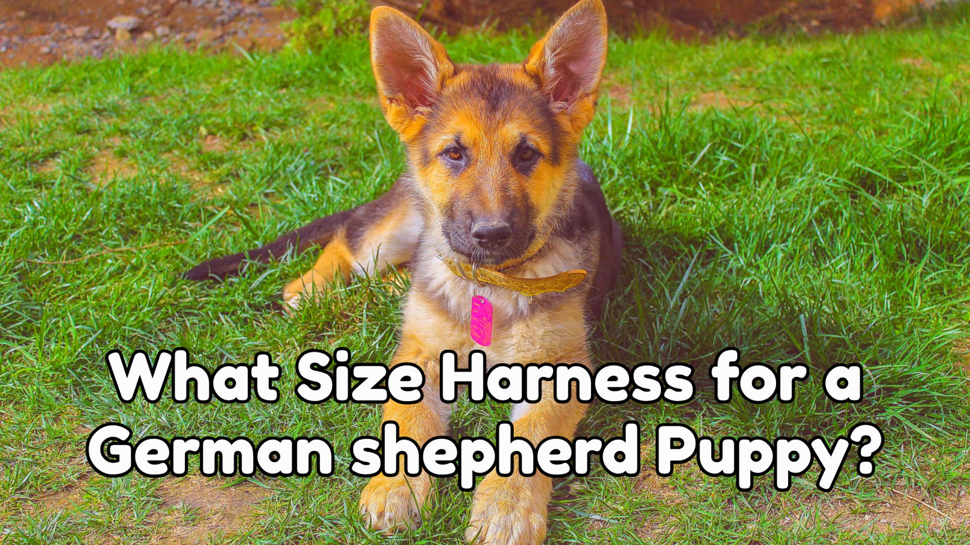 What Size Harness for a German shepherd Puppy