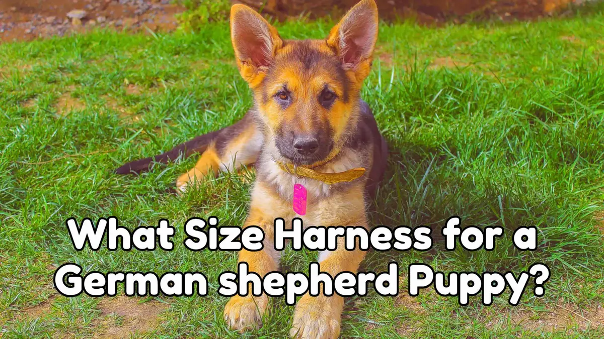 What Size Harness For 8 Week Old German Shepherd