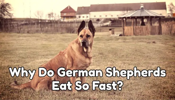 Why Do German Shepherds Eat So Fast?