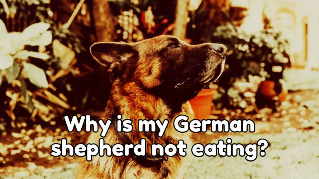 Why Is My German Shepherd Not Eating?